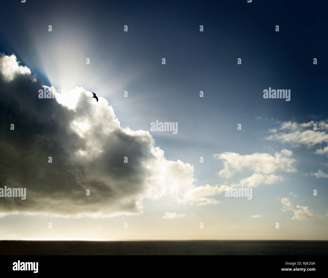 Einsame Möwe über dem Meer fliegen an einem sonnigen Tag. Stockfoto