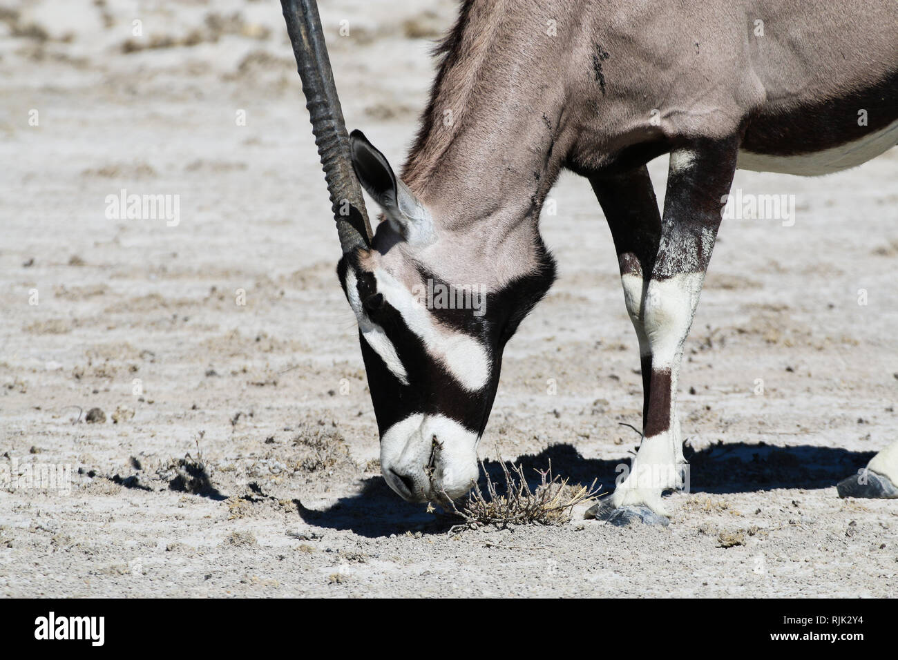 Oryx Antilope im Etosha Nationalpark Stockfoto