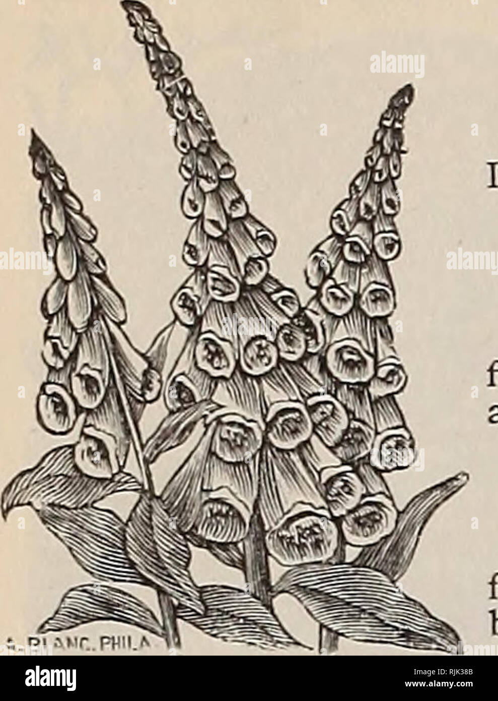 . Beckert's Garden Feld &Amp; Blumen Samen. Verkaufskataloge Samen; Gemüse Samen Kataloge, Leuchtmittel (Pflanzen) Samen Samen Kataloge Kataloge; Obst; Blumen Samen Kataloge; Garten Werkzeuge Kataloge. PerennialsfforiPermanent Betten und Grenzen. WM. O. BEOKERT, ALLEGHENY. PA.. DICTAWINUS FRAXINELLA. (Gas-Anlage.) Die helle rote Blume - die Spitzen dieser Pflanze sind oft ein Fuß lang und sind angenehm duftenden, t wächst gut und Blumen ausgiebig in jedem guten Boden, die auffallende Effekte in gemischten Grenzen. lo cts. pro Pck. DIGITALIS, oder fingerhut. Der Fingerhut ist ein stattliches, stattliche Pflanze, von 3 t Stockfoto