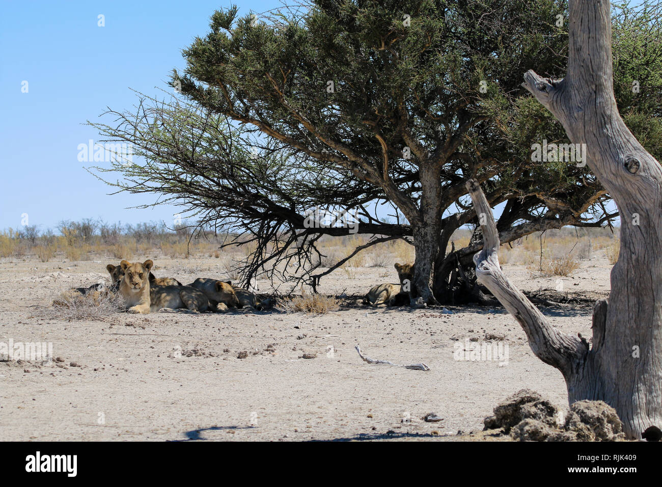 Löwen im Etosha Nationalpark Stockfoto