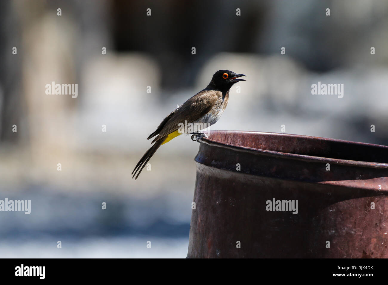 Vogel in einer verrosteten Tonne Stockfoto Vogel in einer verrosteten Tonne Stockfoto