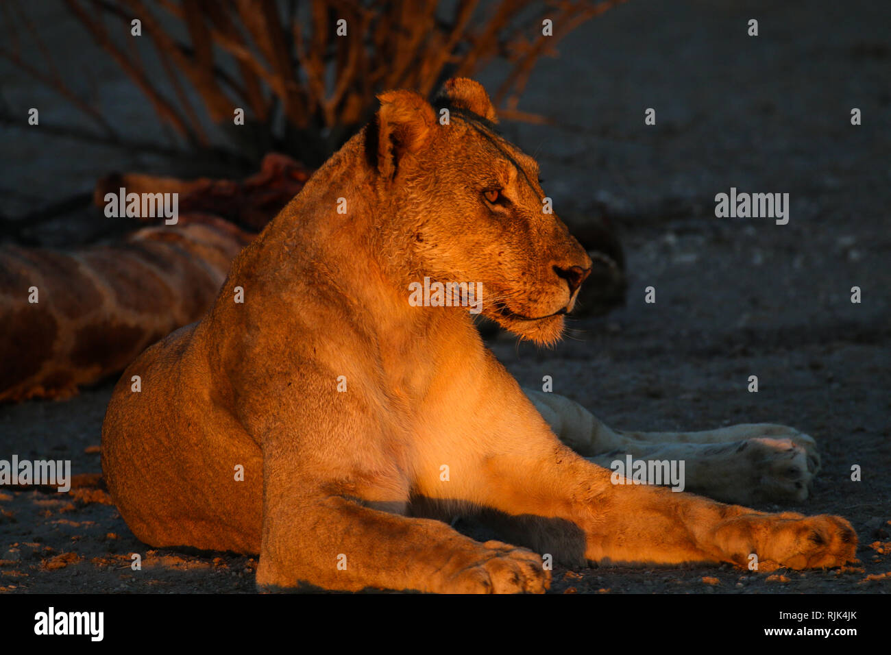 Löwin bewacht die Beute in Namibia Stockfoto