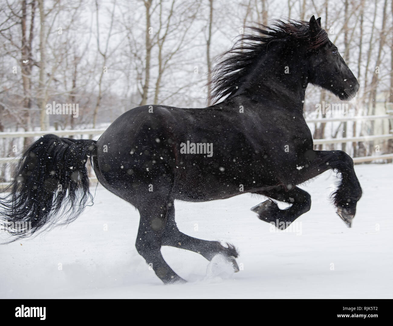 Friesenpferd in Kanada im Winter Schnee läuft Stockfoto