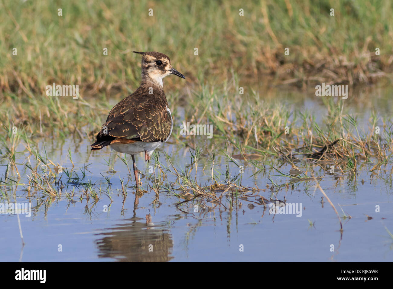 Kiebitz (Vanellus vanellus) im Donaudelta, Rumänien Stockfoto