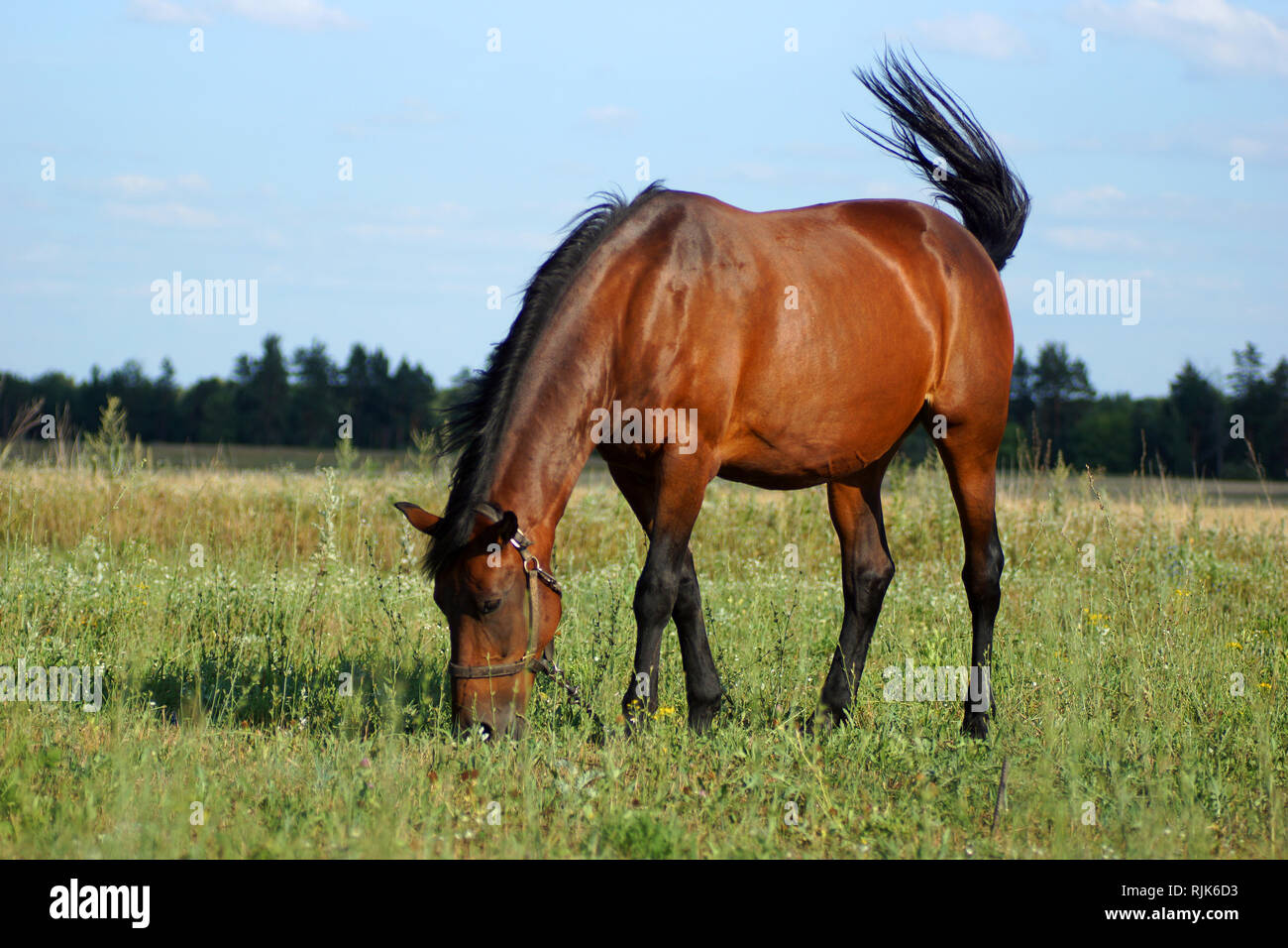 Pferd (Equus ferus Caballus). Ein Haustier Pferd ist gestreift in einer Wiese. Stockfoto