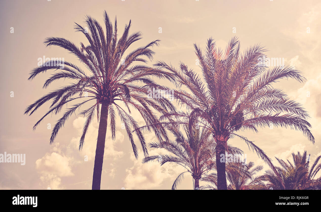 Farbe getonte Bild von Palmen bei Sonnenuntergang, Sommerurlaub Konzept. Stockfoto