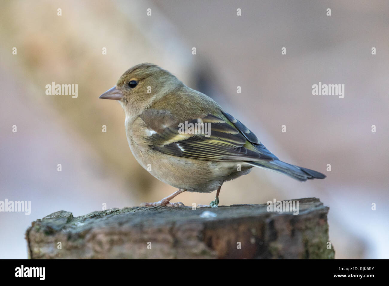Weibliche Buchfink (Fringilla coelebs) hocken in natürlichen Lebensraum Wald Stockfoto
