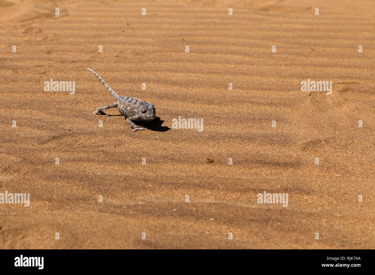 Chamäleon in der Namib-Wüste Stockfoto