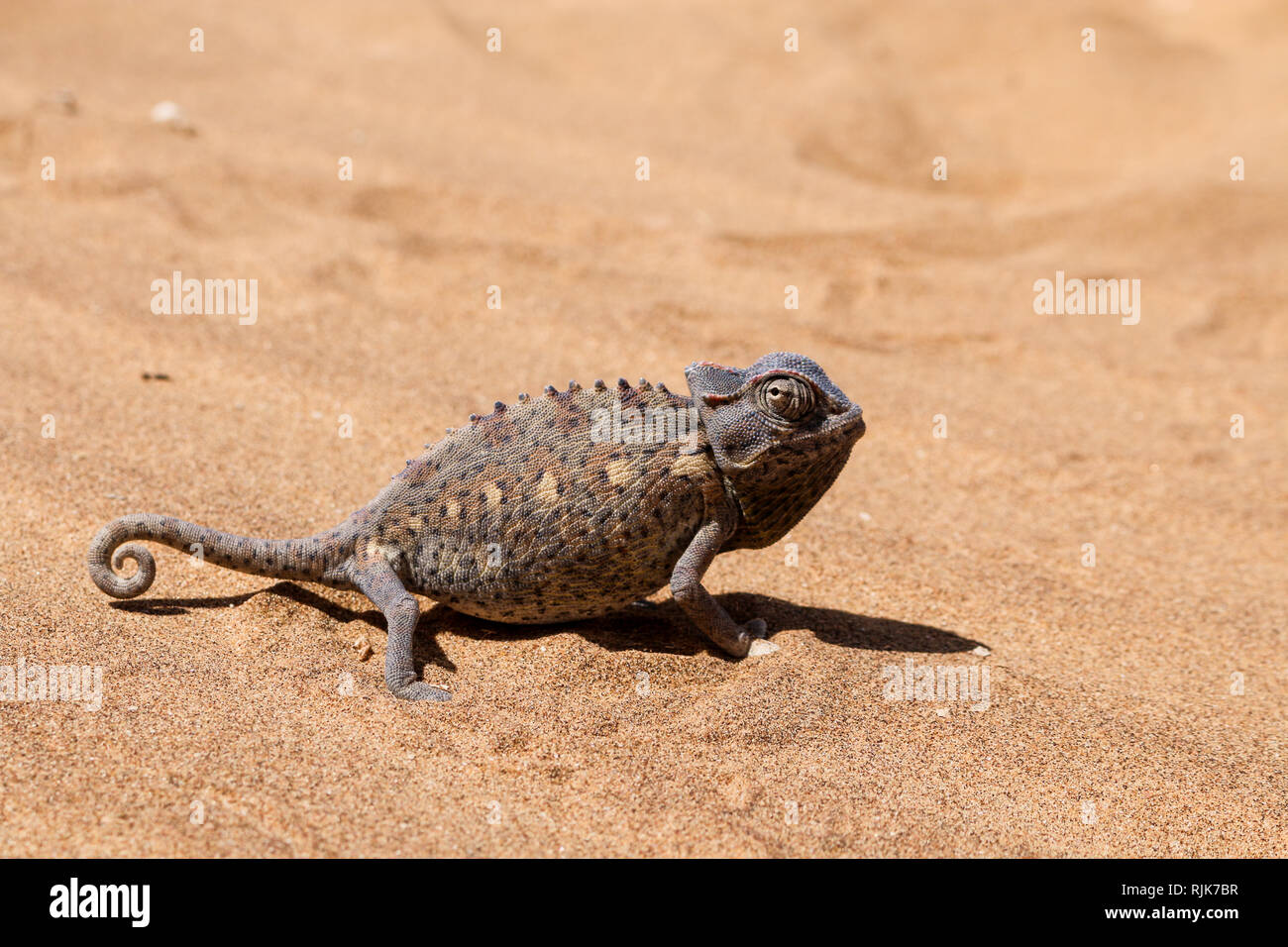 Chamäleon in der Namib-Wüste Stockfoto