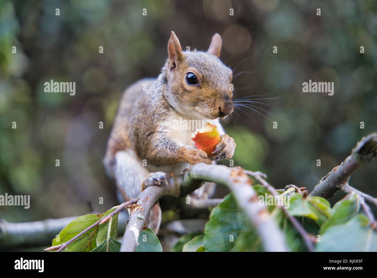 Eichhörnchen Essen der Frucht in London Park, Großbritannien Stockfoto