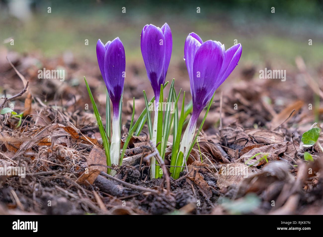 Crocus Blumen auf grünen Hintergrund Stockfoto