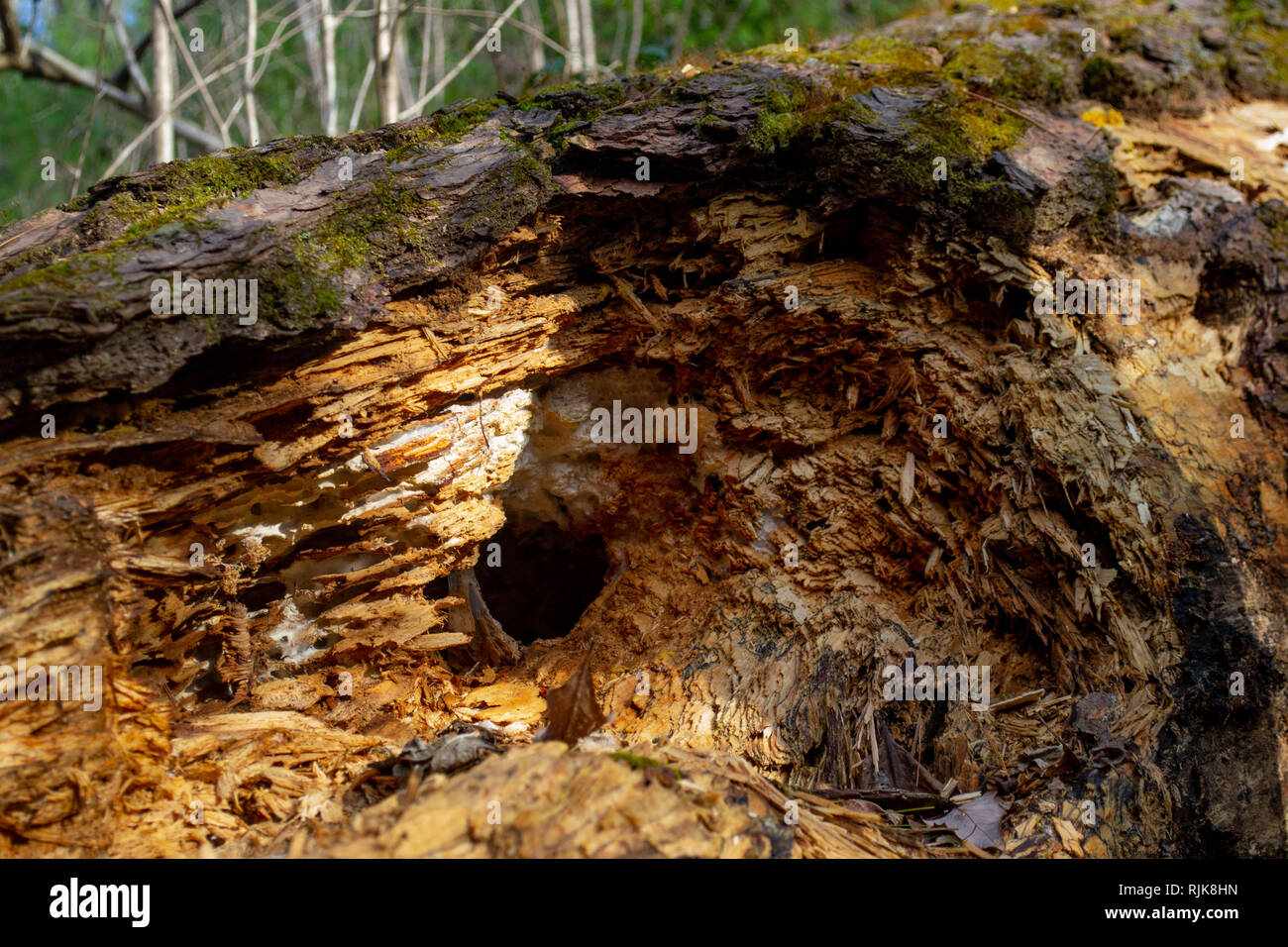 Gegrabenen Loch in Moss-Covered gefallenen Baum Stockfoto