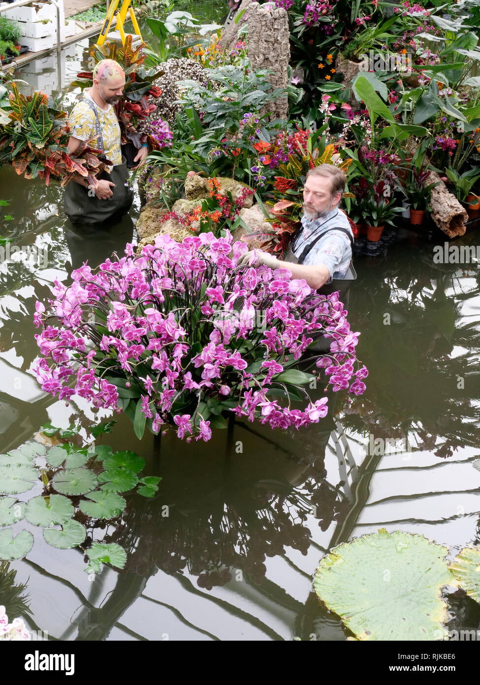 Kew Gardens in London, UK. 6 Feb, 2019. Gärtner bereiten für die Orchidee Festival beginnt am 9. Februar Credit: Anthony Collins/Alamy leben Nachrichten Stockfoto