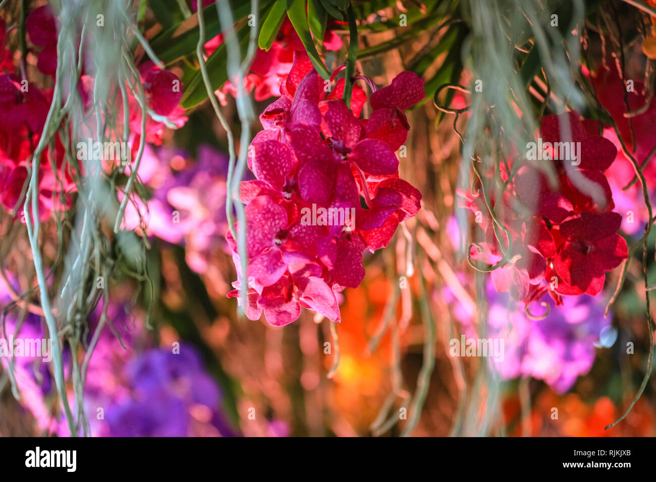 Kew Gardens, London, UK, 07. Feb 2019. Eine Kaskade von Hunderten von farbigen Vanda Orchideen. Das Display stellt ein Fluss in Kolumbien die Rainbow River, ist berühmt für seine vielfarbigen Gewässern genannt. In diesem Jahr Kew Orchid Festival ist auf dem Land von Kolumbien gestaltet, mit wunderschönen Orchidee zeigt mit ovver 6.200 farbenprächtige Orchideen und Hunderte von anderen tropischen Pflanzen, die Aspekte der Kolumbianischen Tierwelt und Kultur. Credit: Imageplotter Nachrichten und Sport/Alamy leben Nachrichten Stockfoto