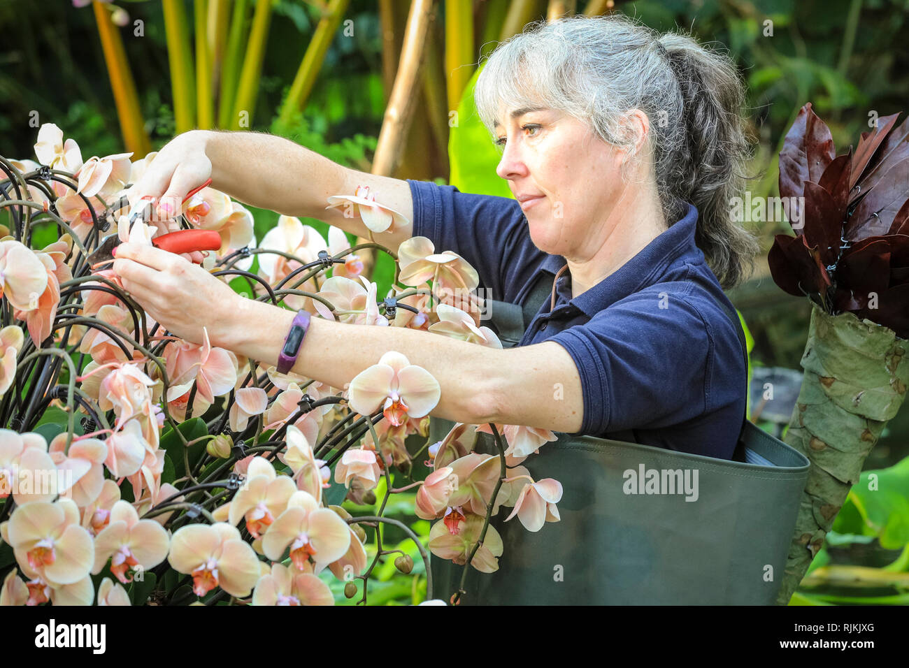 Kew Gardens, London, UK, 07. Feb 2019. Kew Gärtner Sal legt letzte Hand an die atemberaubende Gartenlust. In diesem Jahr Kew Orchid Festival ist auf dem Land von Kolumbien gestaltet, mit wunderschönen Orchidee zeigt mit ovver 6.200 farbenprächtige Orchideen und Hunderte von anderen tropischen Pflanzen, die Aspekte der Kolumbianischen Tierwelt und Kultur. Credit: Imageplotter Nachrichten und Sport/Alamy leben Nachrichten Stockfoto