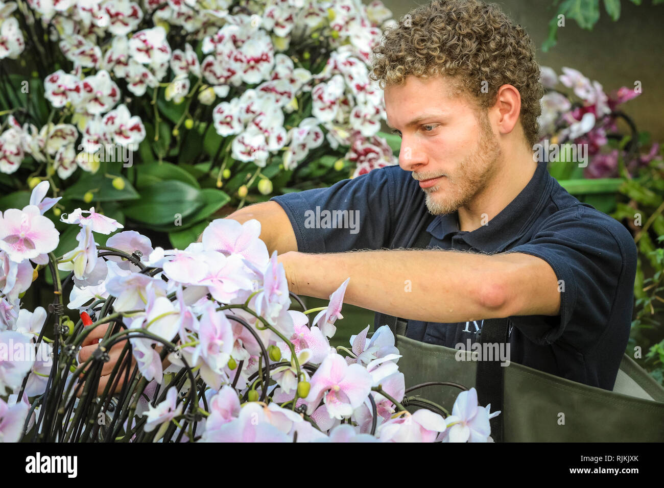 Kew Gardens, London, UK, 07. Feb 2019. Kew Diplomanden Michael bringt den letzten Schliff und den herrlichen Gartenlust. In diesem Jahr Kew Orchid Festival ist auf dem Land von Kolumbien gestaltet, mit wunderschönen Orchidee zeigt mit ovver 6.200 farbenprächtige Orchideen und Hunderte von anderen tropischen Pflanzen, die Aspekte der Kolumbianischen Tierwelt und Kultur. Credit: Imageplotter Nachrichten und Sport/Alamy leben Nachrichten Stockfoto