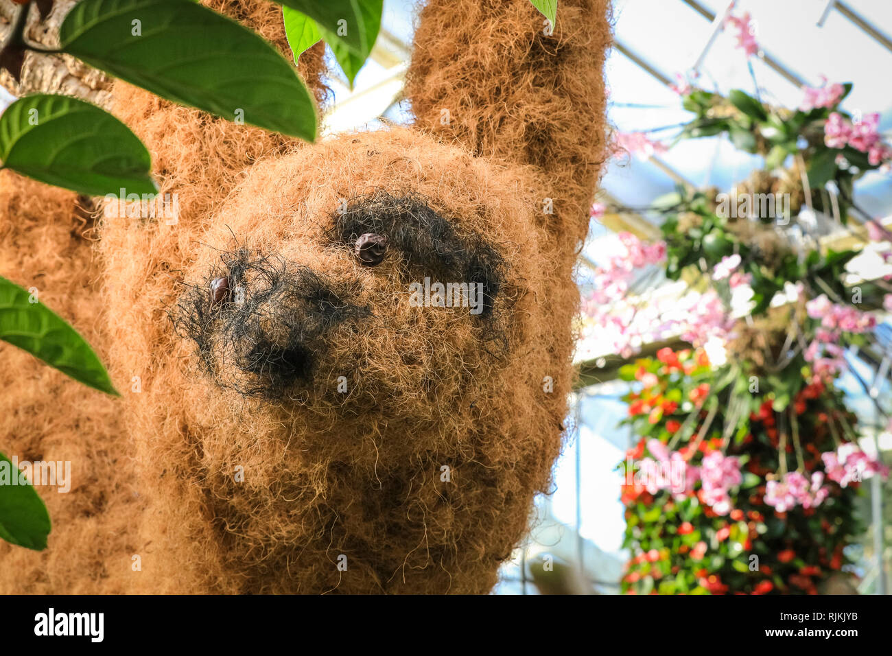 Kew Gardens, London, UK, 07. Feb 2019. Die zentrale Anzeige, genannt "Karneval der Tiere", umfasst ein riesiges Faultier. In diesem Jahr Kew Orchid Festival ist auf dem Land von Kolumbien gestaltet, mit wunderschönen Orchidee zeigt mit ovver 6.200 farbenprächtige Orchideen und Hunderte von anderen tropischen Pflanzen, die Aspekte der Kolumbianischen Tierwelt und Kultur. Credit: Imageplotter Nachrichten und Sport/Alamy leben Nachrichten Stockfoto