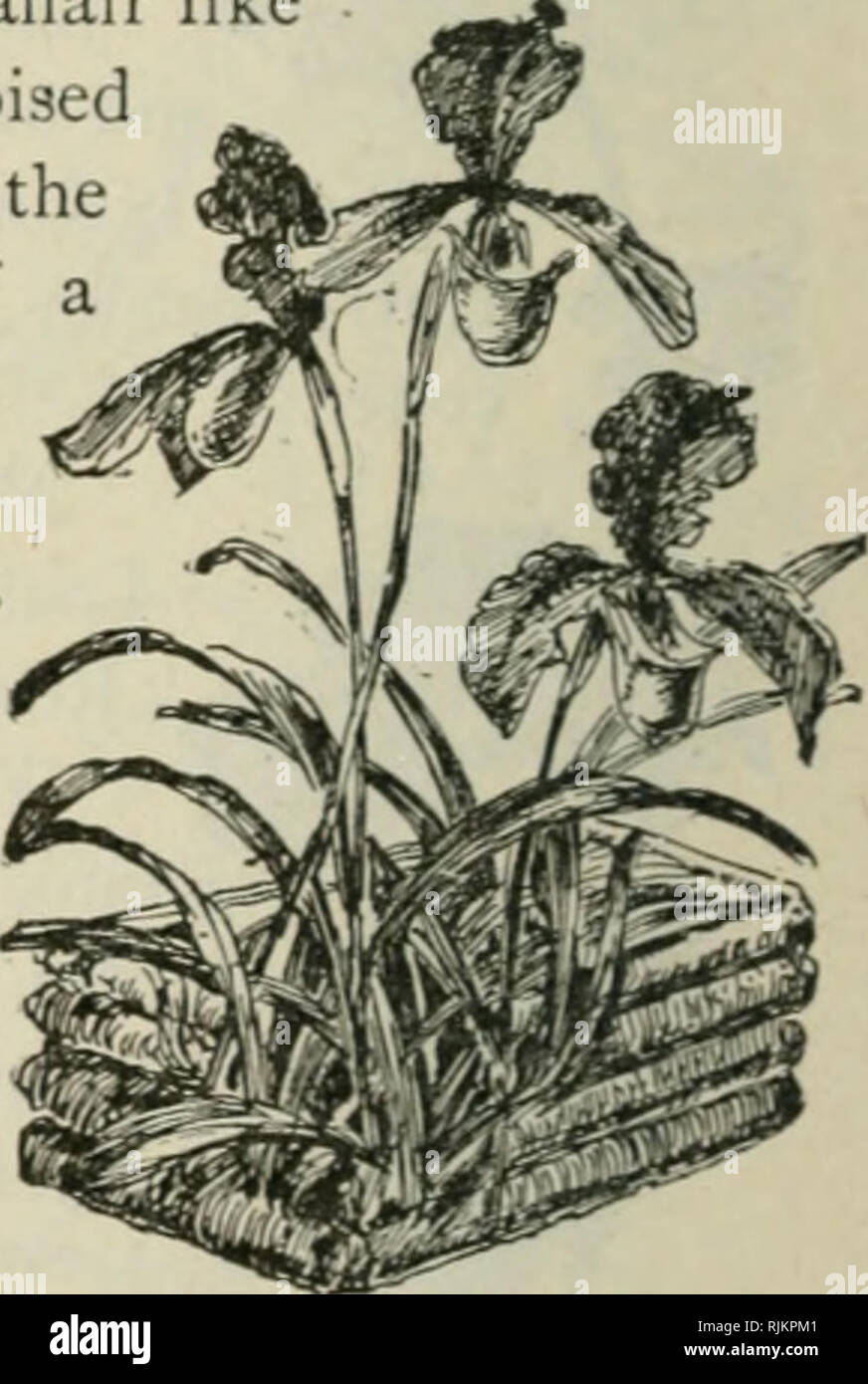 . Die wunderschönen Blumengarten, deren Behandlung mit speziellen auf die malerischen. Geschrieben und mit zahlreichen Abbildungen von F. Schuyler Mathews verschönert. Mit Hinweisen auf praktische Blumenzucht von a.h. Fewkes. Blumenzucht. Pompon chrys - anthemum. Die besten Orchideen.. Cypripedium Insigne.. Bitte beachten Sie, dass diese Bilder sind von der gescannten Seite Bilder, die digital für die Lesbarkeit verbessert haben mögen - Färbung und Aussehen dieser Abbildungen können nicht perfekt dem Original ähneln. extrahiert. Mathews, F. Schuyler (Ferdinand Schuyler), 1854-1938; Fewkes, A. H. Philadelphia W. A Stockfoto