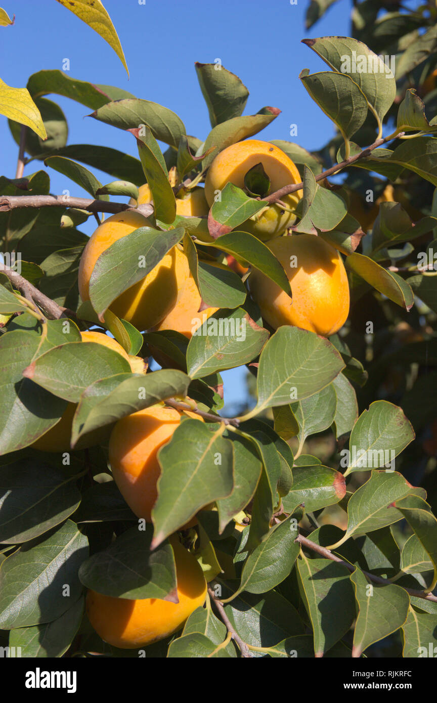 Detail einer Zweigniederlassung voller persimonen von "Bright Red" Typ in der Mitte des Herbstes Stockfoto