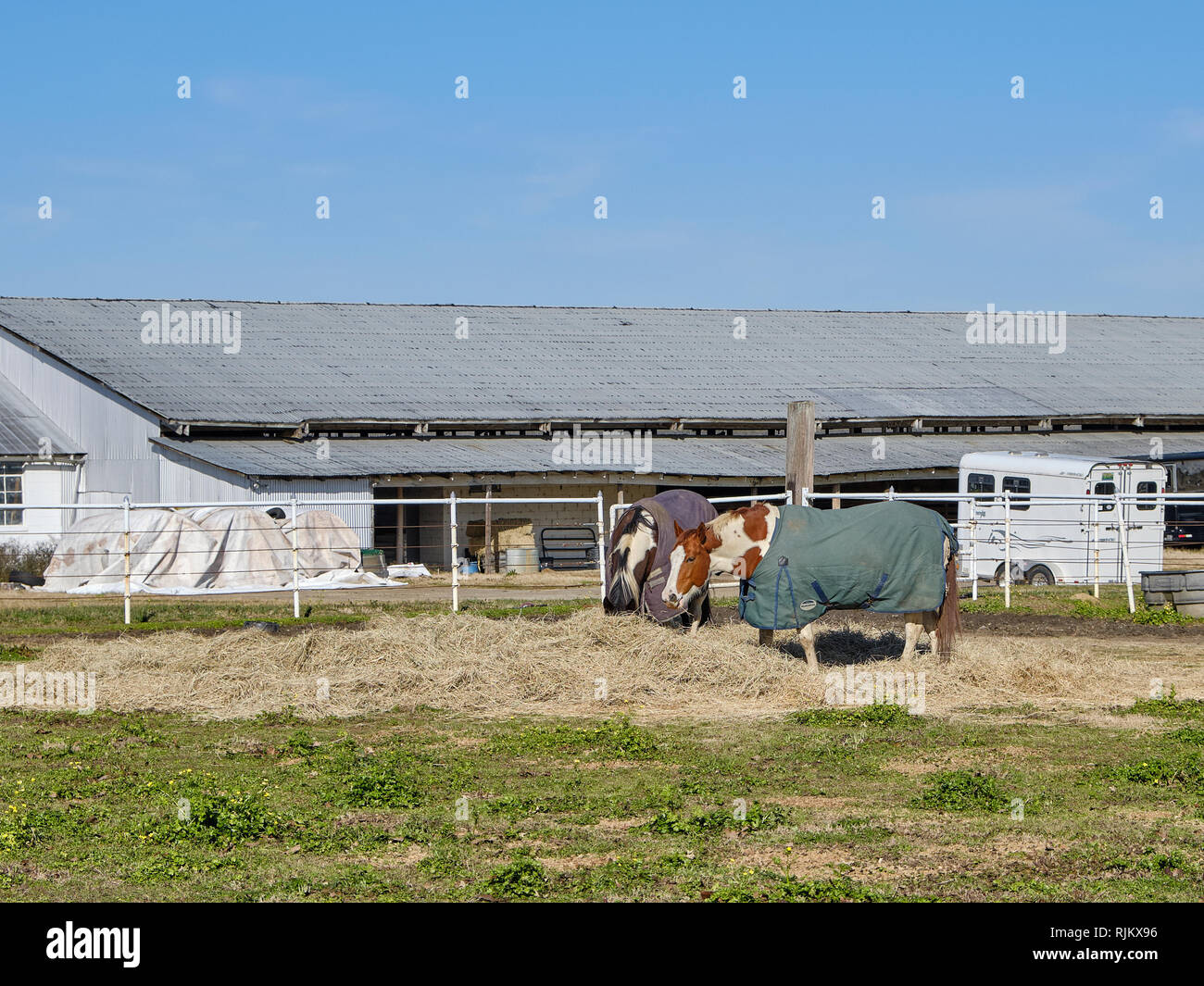 Zwei Pferde tragen bei kaltem Wetter oder im Winter decken Heu essen in einem eingezäunten Coral in ländlichen Alabama, USA. Stockfoto