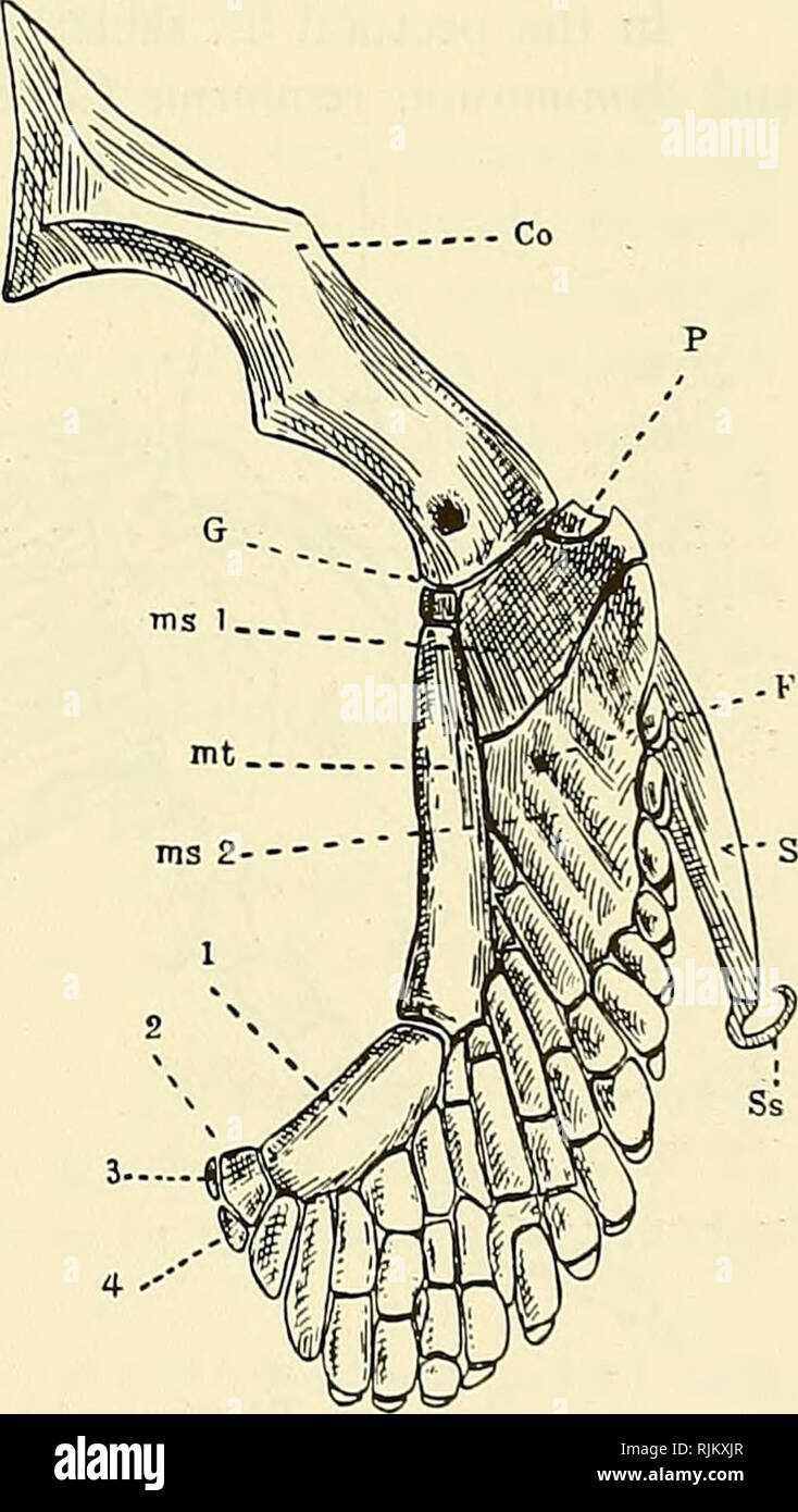 . Die bashford Dean memorial Volume:. Fische, Haie, Fische, Fossil. beim Vergleichen von Zahlen Text' 37 und 38 gesehen werden. Es gibt Unterschiede in der Anzahl, si 7; es und Formen der basalen Knorpel, insbesondere die mesopterygium. In der Carman Abbildung dieses ist eine dreieckige Umrisse, in der Braus Bild ist es mehr Fast viereckigen. Die anteriore radials werden über einen beträchtlichen Bereich in der Braus Abbildung fixiert, sondern weisen eine begrenzte Menge von Fusion in der carman Abbildung. In der Braus Muster, viele Der radials posterior zu der Region Fusion haben vier oder fünf Segmente; in der carman Muster, es Stockfoto