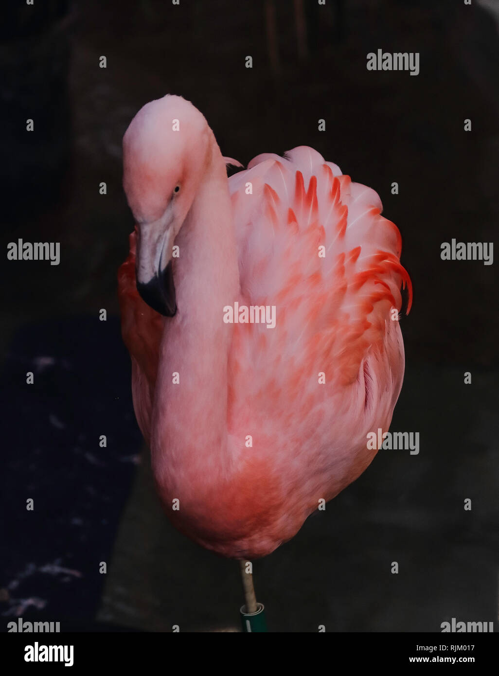 Single close-up von einem farbenfrohen Amerikanischen Flamingo steht auf einem Bein auf dem dunklen Hintergrund. Denver Zoo. Stockfoto