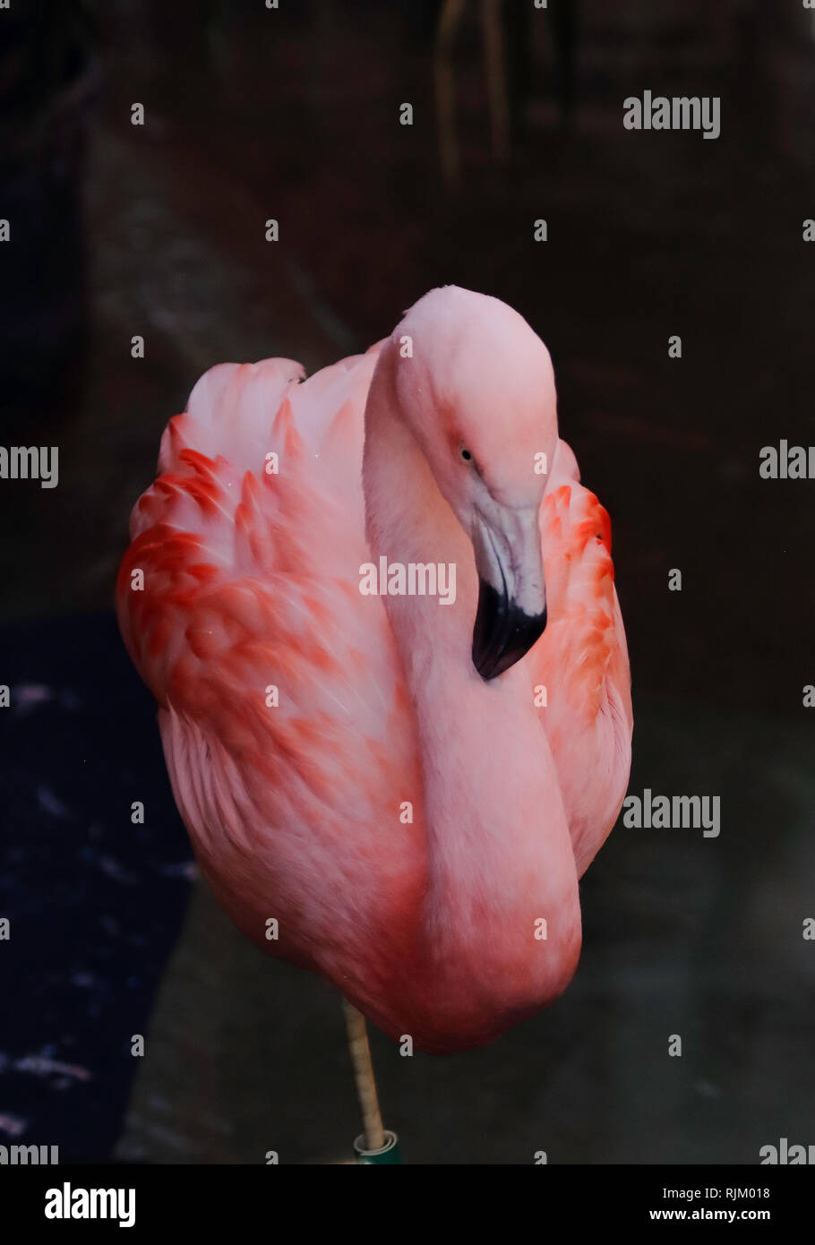 Flamingo auf einem bein stehend -Fotos und -Bildmaterial in hoher