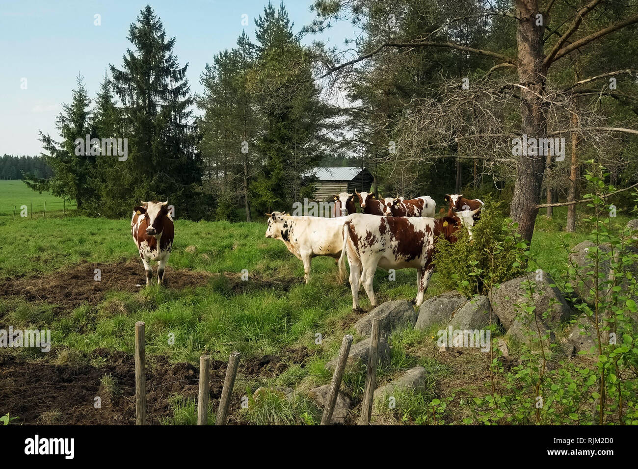 Kühe auf der Weide Stockfoto