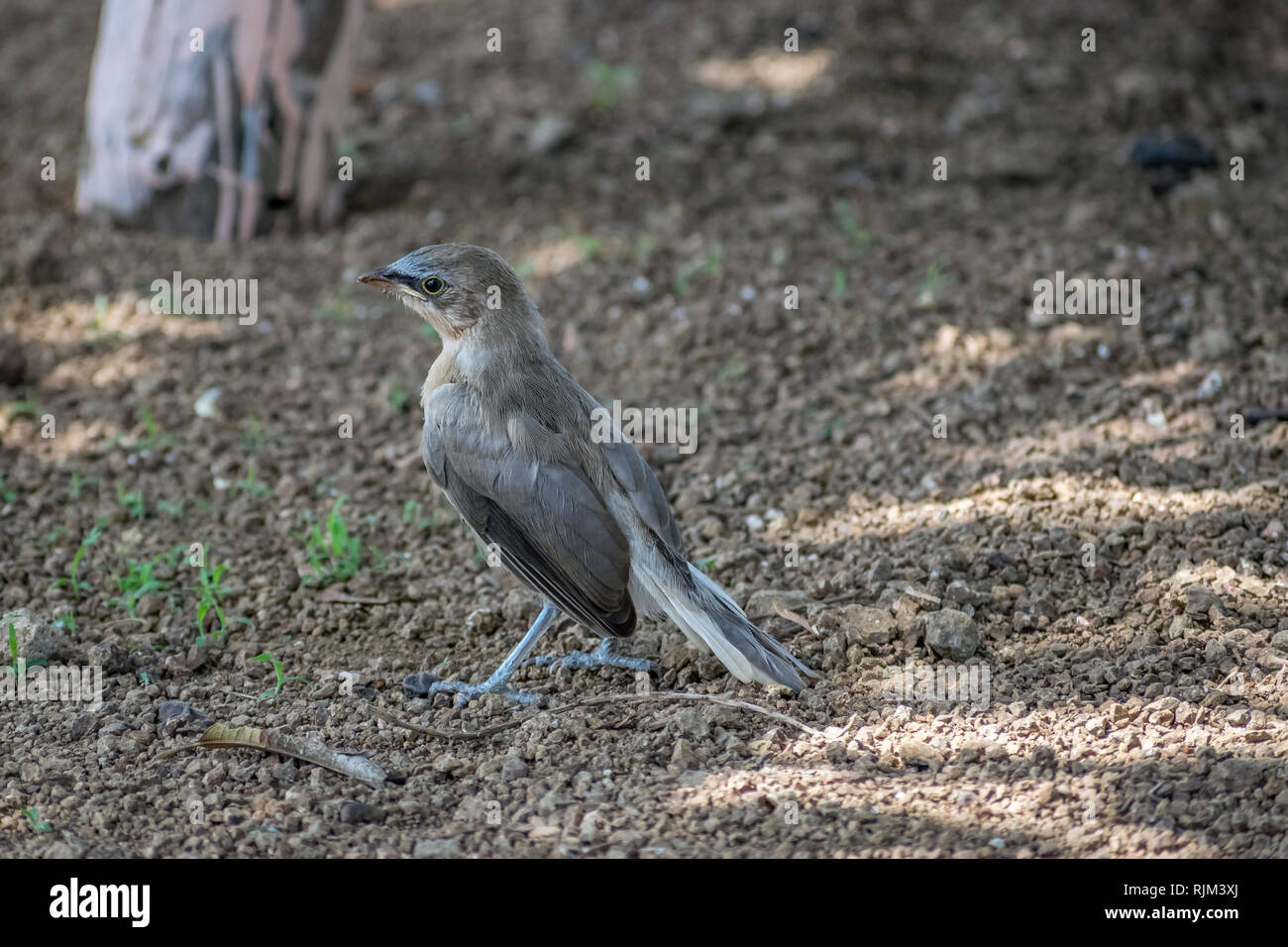 Long-tail-Sitzung, indische Robin oder Copsychus fulicatus ist eine Vogelart aus der Familie Muscicapidae. In Oll gir, Gujrat, Indien fotografiert. Stockfoto
