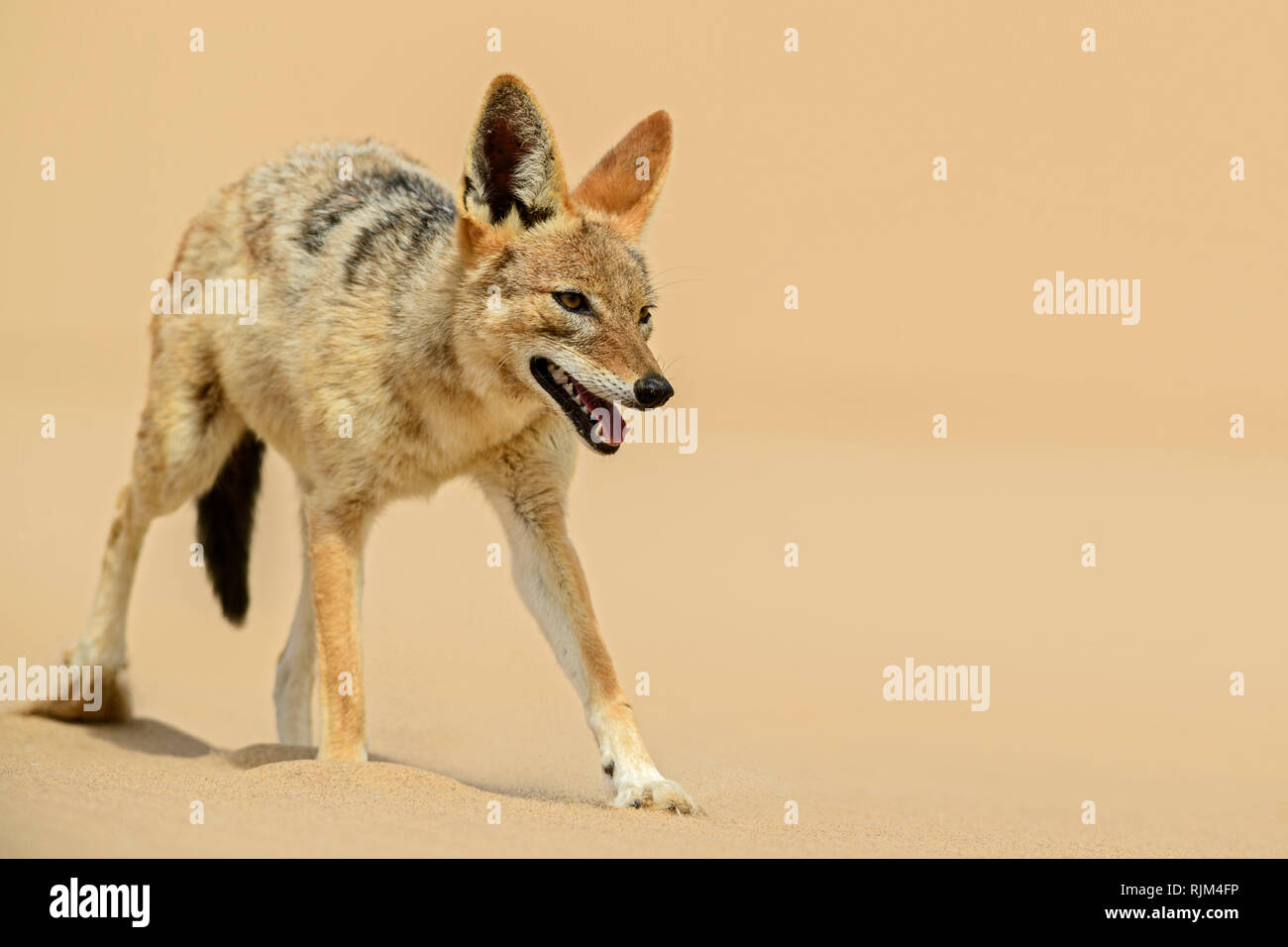 Black-backed Jackal - Canis mesomelas, schöne junge schakal Entsendung in den Sand der Namib Wüste, Walviss Bay, Namibia Stockfoto