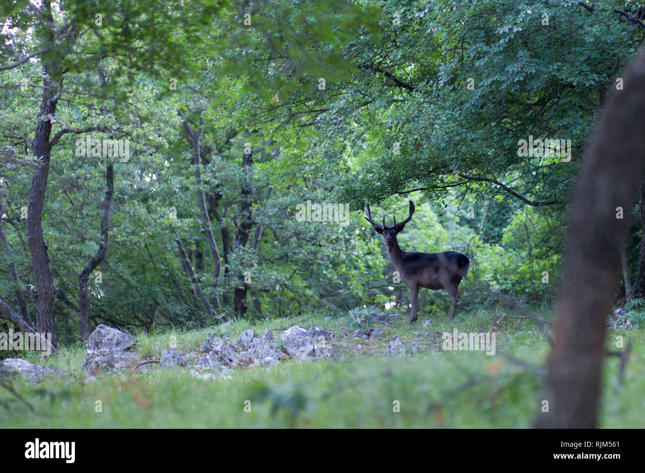 Rotwild in der Nähe des Dorfes Porazina Insel Cres Kroatien Stockfoto