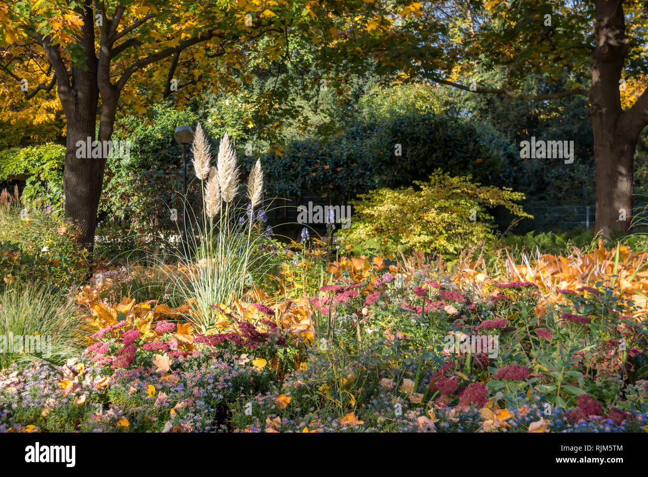 Herbst Pflanzen im Park in Hamburg. Stockfoto