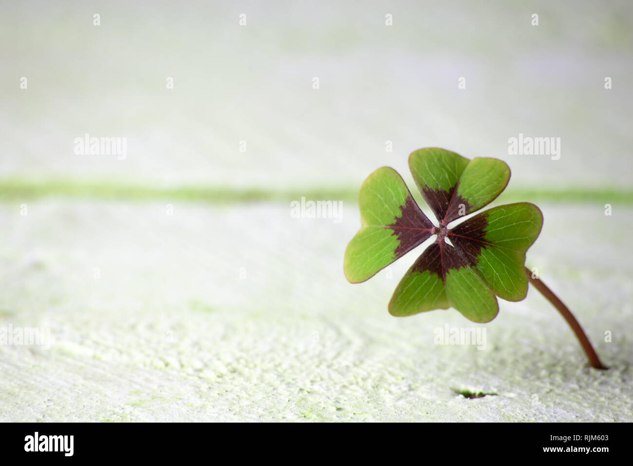 Ein vierblättriges Kleeblatt wächst aus unterirdischem Holz, Hintergrundkonzept Stockfoto