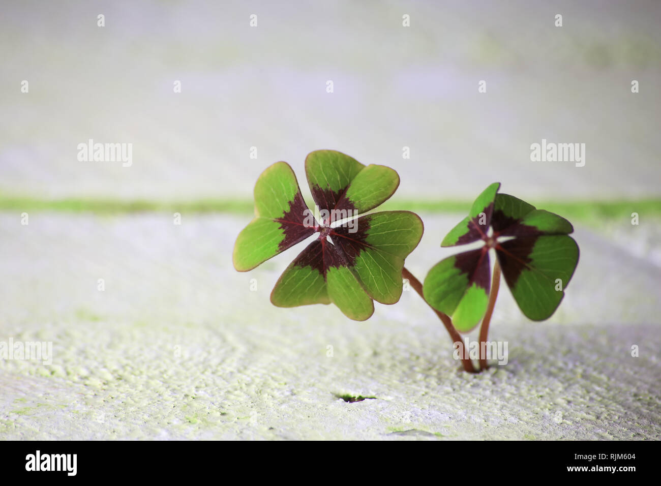 Zwei vierblättrige Kleeblatt wächst aus Holz unterirdisch, Hintergrundkonzept Stockfoto