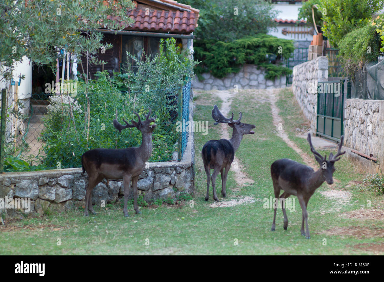 Rotwild durchstreifen die Straßen von Porozina Dorf, Cres Kroatien. Stockfoto