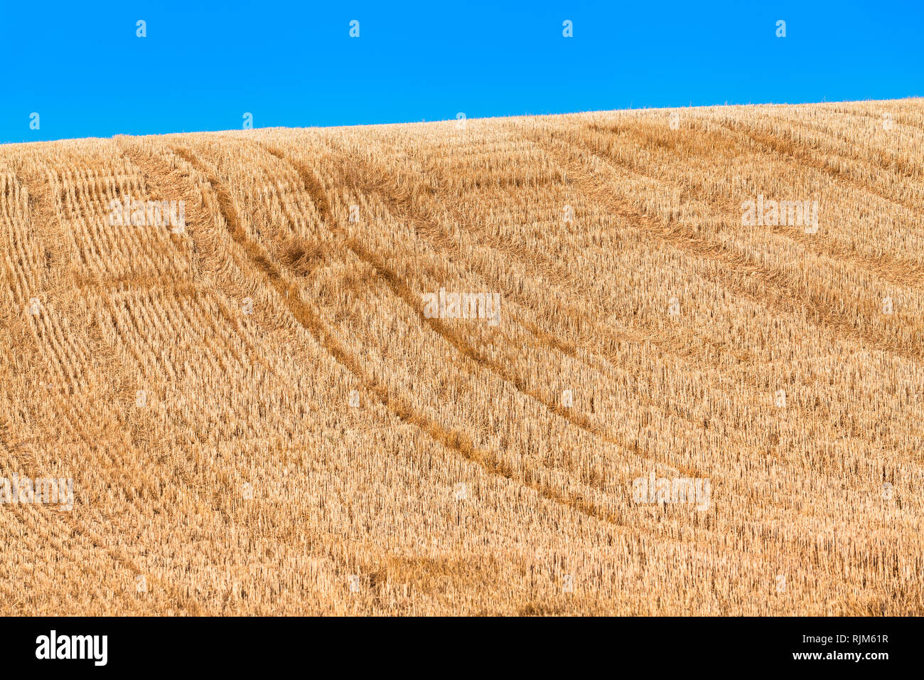 Golden hügeligen Gebiet der geernteten Getreide, short cut Stoppeln, Fahrzeug Titel bergauf, blauer Himmel (Kopie) Stockfoto