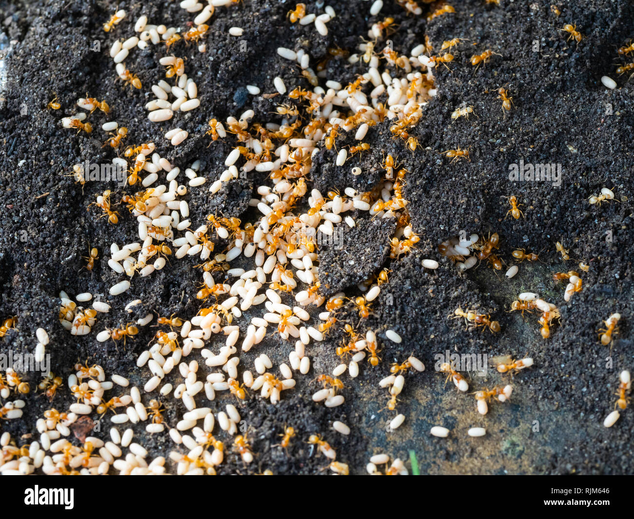 Gelbe wiesenameise lasius flavus Fotos und Bildmaterial in hoher