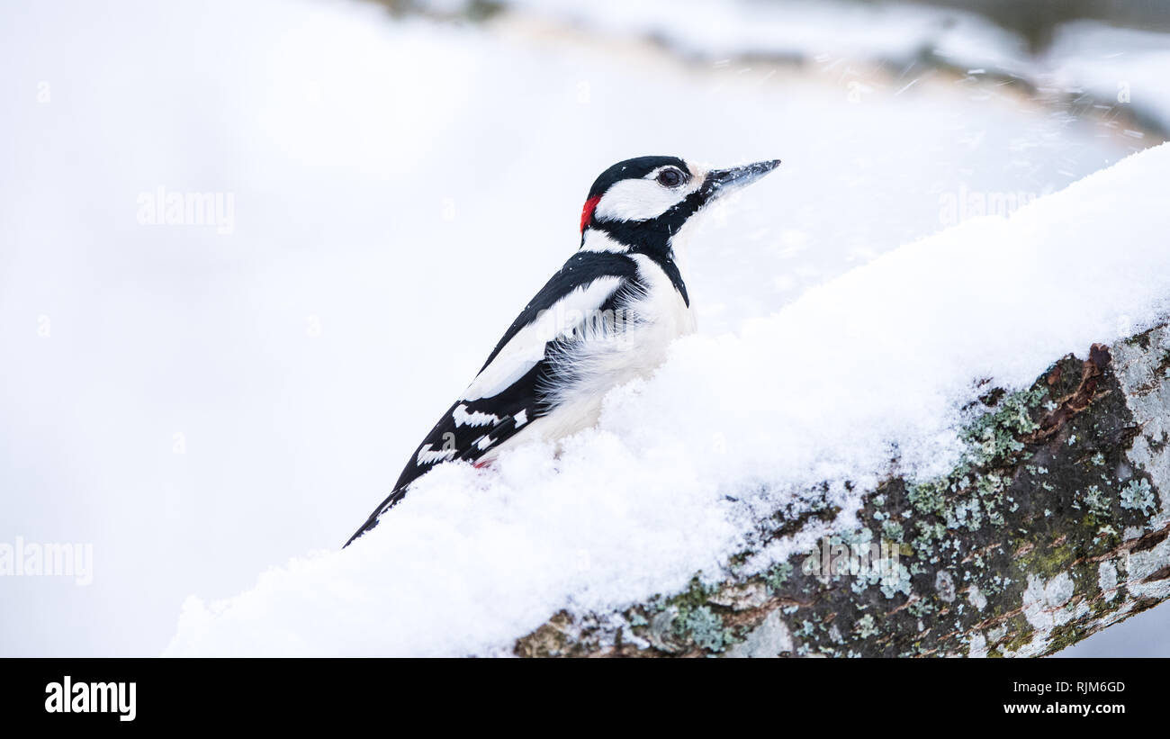 Der Buntspecht (Dendrocopos major), auf einem schneebedeckten Zweig in der OAKTREE Stockfoto