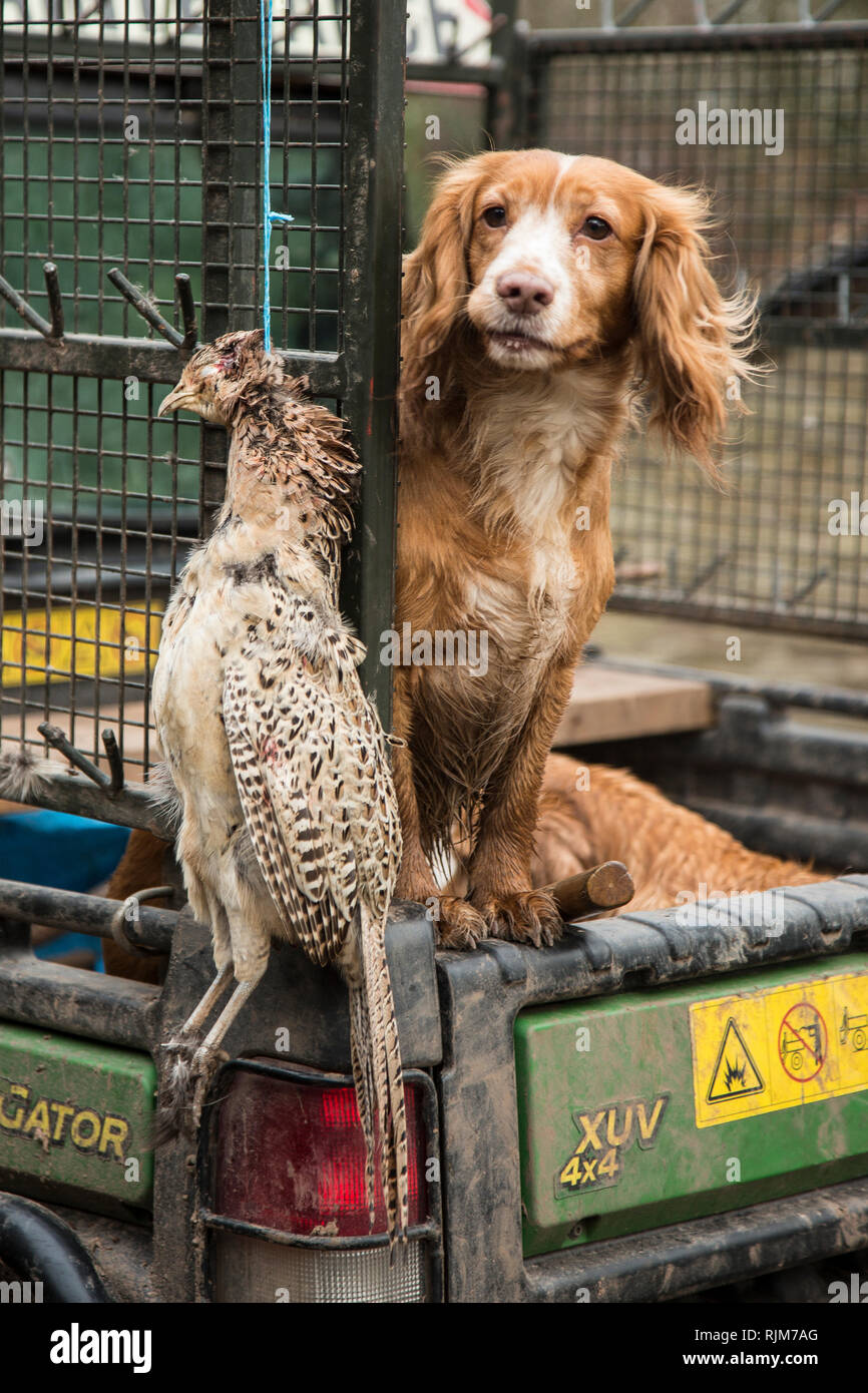 Spaniels in der Rückseite eines landwirtschaftlichen Fahrzeug heraus auf einen Fasan schießen in Herefordshire, Gun dogs, Warten auf Arbeit Stockfoto