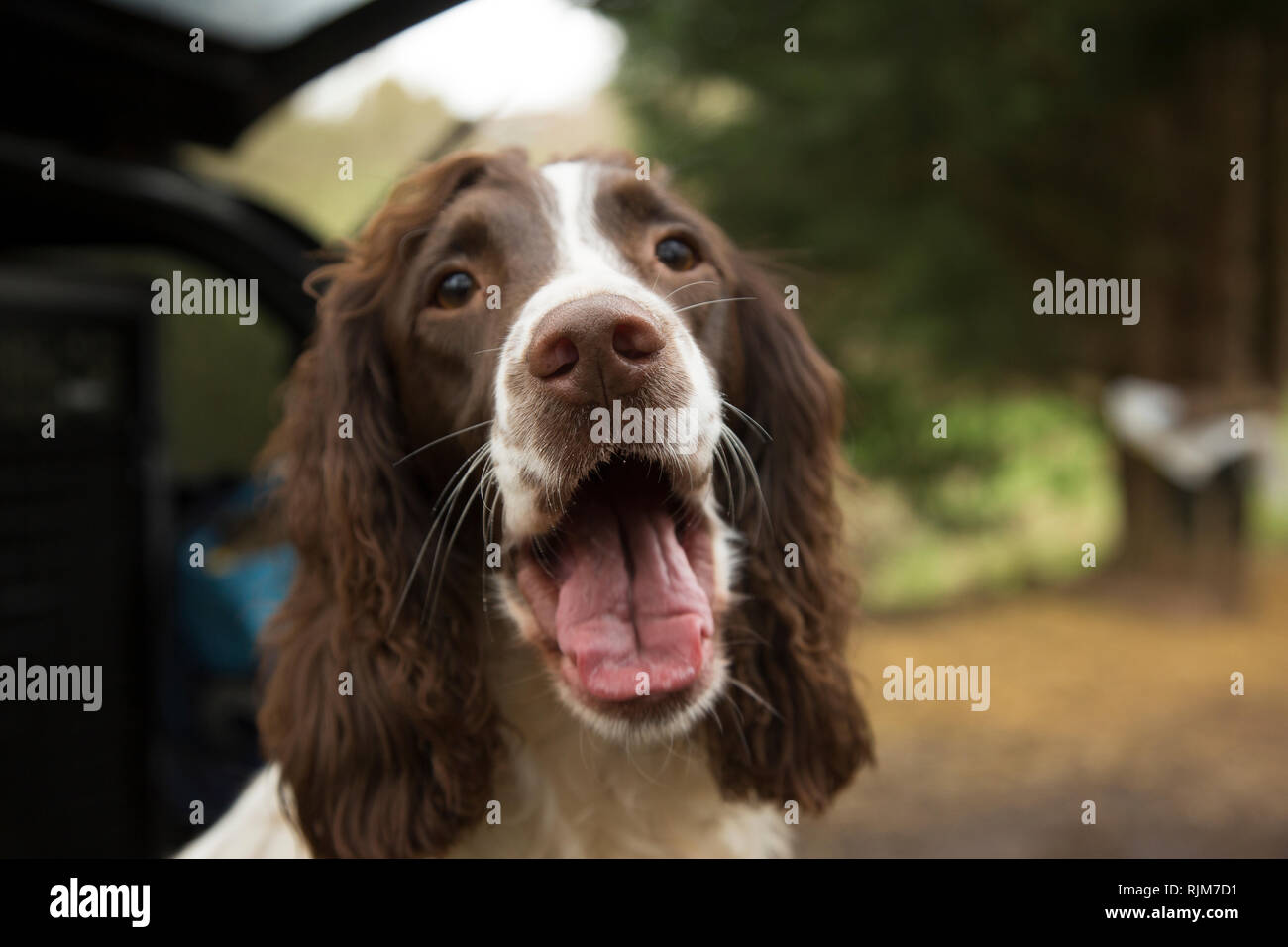Springer Spaniel am Fasan schießen, Gebrauchshund, Warten an einem Wintertag in England während der Fasan schießen Jahreszeit zu arbeiten Stockfoto