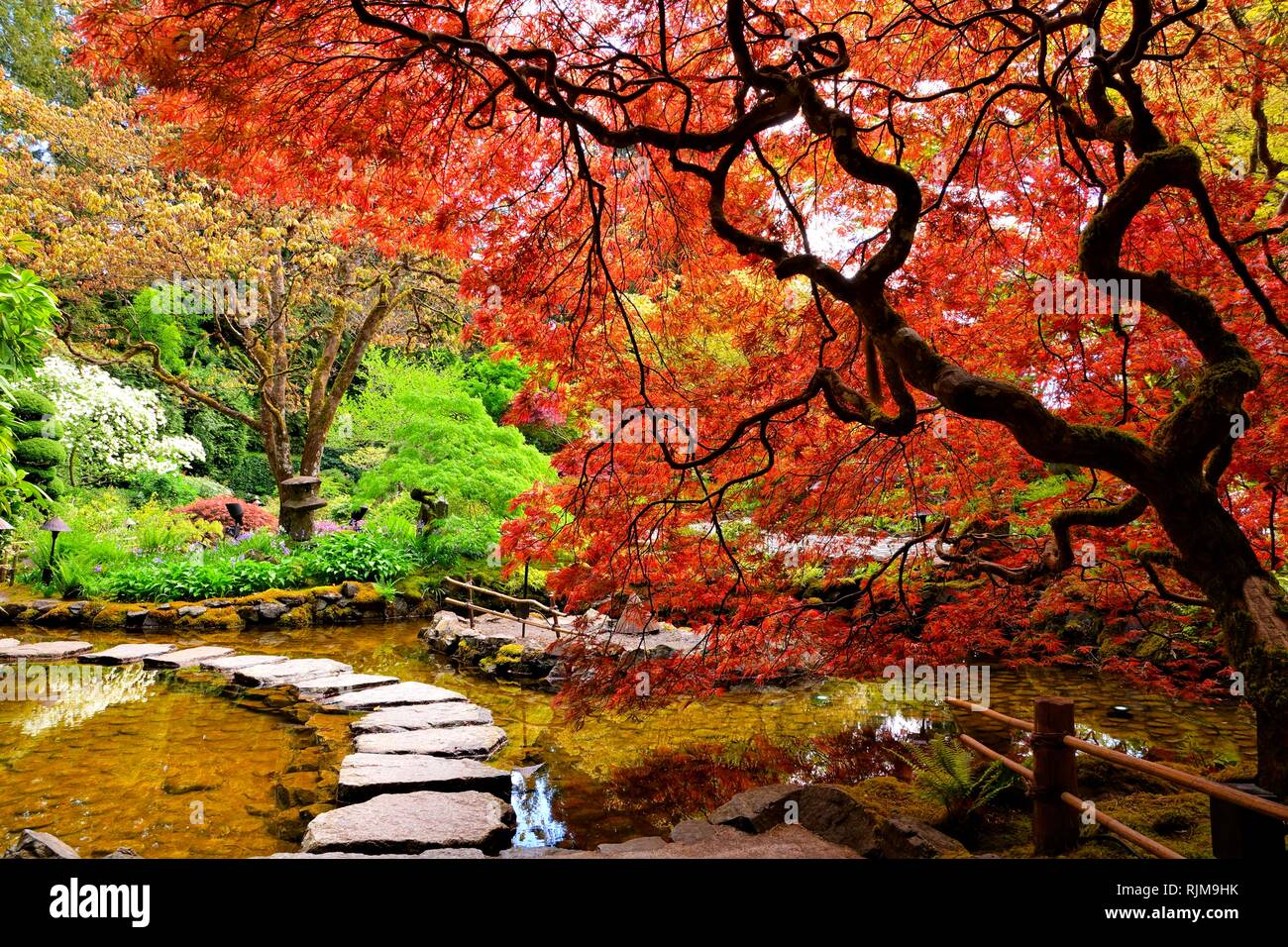 Teich mit überhängenden Rote japanische Ahorne im Frühling, Butchart Gardens, Victoria, BC, Kanada Stockfoto