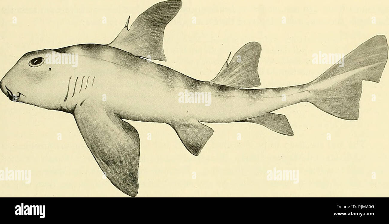 Bullhead Sharks Stockfotos Und Bilder Kaufen Alamy