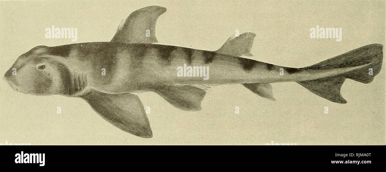 Bullhead Sharks Stockfotos Und Bilder Kaufen Alamy