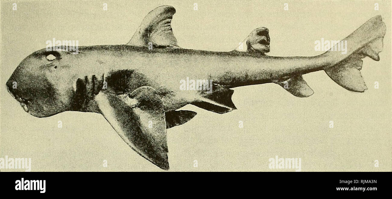 Groppe Hai Stockfotos Und Bilder Kaufen Alamy
