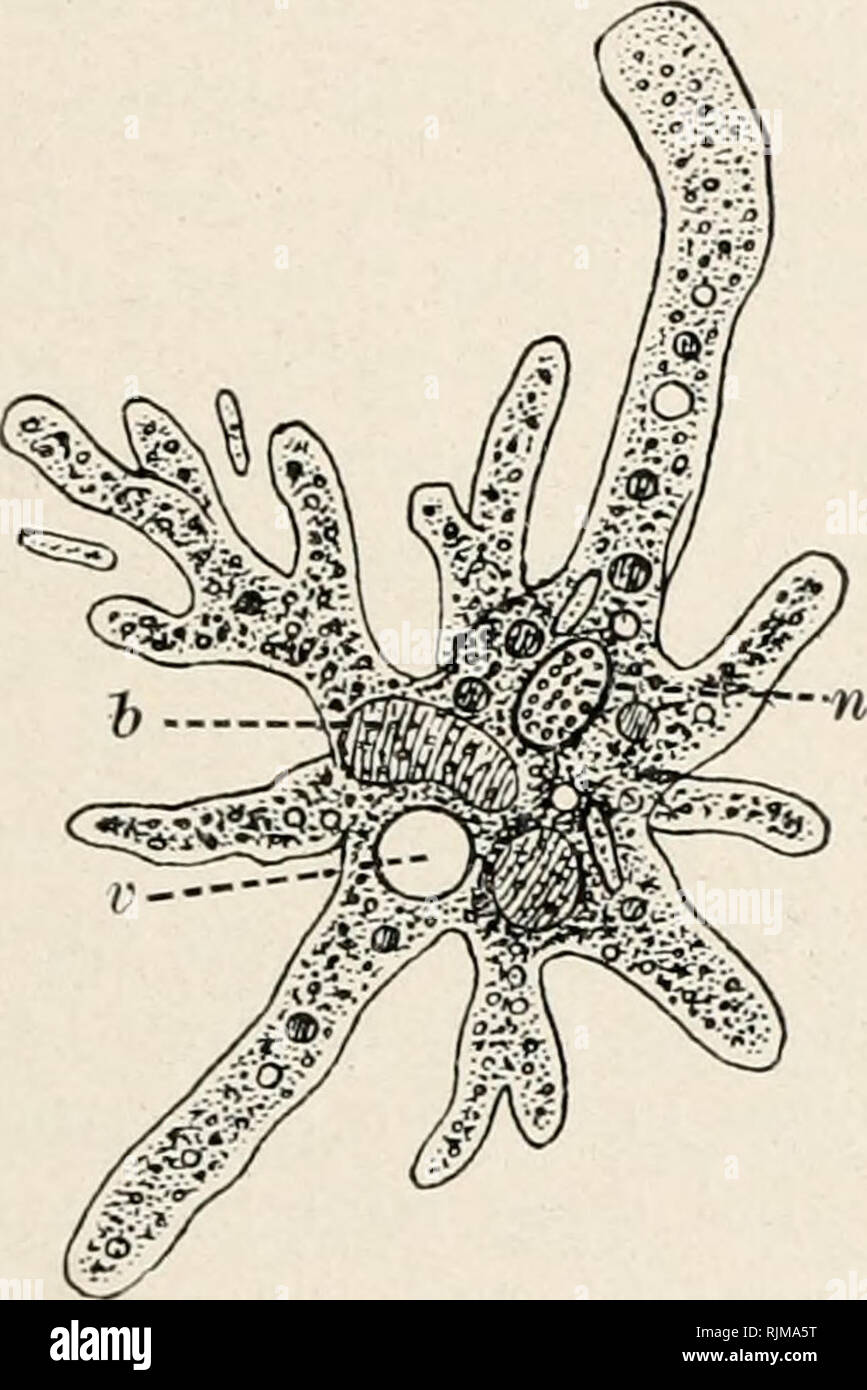 Bau Und Leben Der Bakterien Die Bakteriologie Ciliaten Und