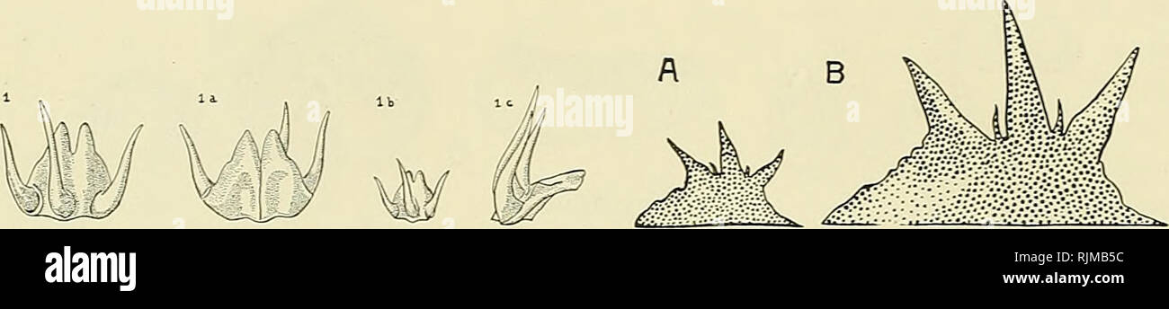 . Die bashford Dean memorial Volume:. Fische, Haie, Fische, Fossil. 348 Bashford Dean Memorial Volume. Text-Bild 15. Text-Bild 16. Die Zähne der beiden fossilen Chlamydoselachids aus dem Tertiär. Text-Bild 15. Fossile Zähne des Chhmydoselachus lawkyi aus dem Pliozän von Orciano, Toskana, Italien. Beachten Sie das Fehlen von rudimentären Cusps. 1 Und lb, Zähne von oben gesehen; La; Ic, von unten, von der Seite (lb, natmral Größe; alle anderen x2). Nach Lawley 1876, Abb. 1 Ic, pi I. Text - Bild 16. Ein fossiler Zahn (A, natürliche Größe; B, X2) der Chlamydosehchus tobleri aus Trinidad, British West Indies. Keine Stockfoto