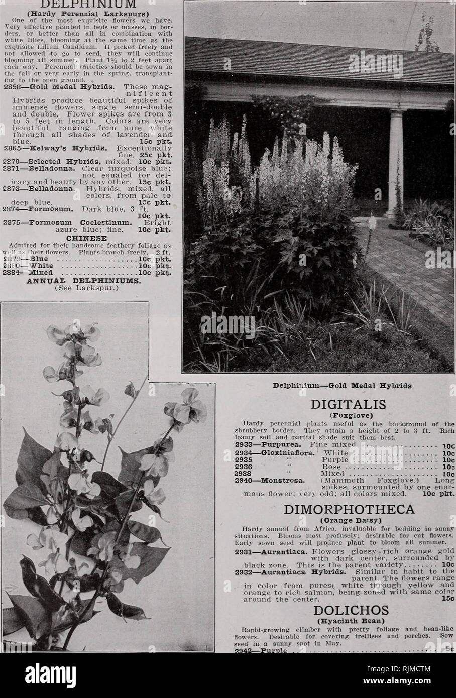 . Barnard's Samen. Samen Samen Kataloge Kataloge; Blumen; Baumschulen (Gartenbau) Kataloge; Gartengeräte und Zubehör Kataloge. 56 Die W. W. Barnard Co., 231-235 W. Madison St., Chicago DELPHINIUM (Hardy mehrjährig Larkspurs) Einer der am meisten exiiuisite tloweis wir Hase. Sehr effektiv in Betten oder Massen gepflanzt, in Bor-, oder besser als alle in Kombination mit weißen Lilien, blühen zur gleichen Zeit wie die exquisite Liliiim Candidum. Wenn frei ausgewählt und nicht erlaubt, das Saatgut zu gehen, sie werden weiterhin blüht den ganzen Sommer. Anlage lio bis 2 Meter auseinander. Mehrjährigen Sorten sollte b Stockfoto