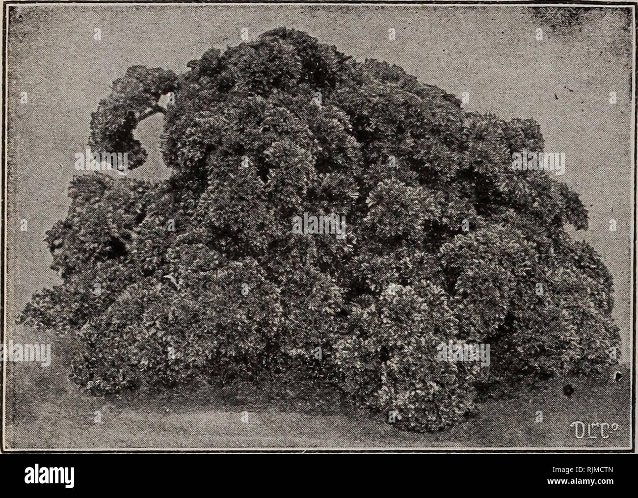 . Barnard's Samen, Blumenzwiebeln, Stauden 1918. Samen Samen Kataloge Kataloge; Gemüse; Blumen Samen Samen Kataloge Kataloge; Obst; Baumschulen (Gartenbau) Kataloge. w Wfc Wenn Sie ihr Saatgut bestellen, vergessen Sie nicht, ein paar Erdnüsse für die Jungen und Mädchen zu bestellen. Anlage im Mai in Bohrer 3 Meter auseinander, indem Sie die Muttern 8 bis 12 Zoll auseinander in der Bohrer. Pflegen und sauber halten. Per e-mail, Postpaid, YzXb., 20 c; lb, 30 c. Pfeffer Piment, Fr. Pfeffer, Ger. Paprikas sind unentbehrlich als Würze für Suppen und Fleisch. Die große Sorten sind vor allem für den Zweck verwendet, und für Beizen. Das milde, sw Stockfoto . Barnard's Samen, Blumenzwiebeln, Stauden 1918. Samen Samen Kataloge Kataloge; Gemüse; Blumen Samen Samen Kataloge Kataloge; Obst; Baumschulen (Gartenbau) Kataloge. w Wfc Wenn Sie ihr Saatgut bestellen, vergessen Sie nicht, ein paar Erdnüsse für die Jungen und Mädchen zu bestellen. Anlage im Mai in Bohrer 3 Meter auseinander, indem Sie die Muttern 8 bis 12 Zoll auseinander in der Bohrer. Pflegen und sauber halten. Per e-mail, Postpaid, YzXb., 20 c; lb, 30 c. Pfeffer Piment, Fr. Pfeffer, Ger. Paprikas sind unentbehrlich als Würze für Suppen und Fleisch. Die große Sorten sind vor allem für den Zweck verwendet, und für Beizen. Das milde, sw Stockfoto