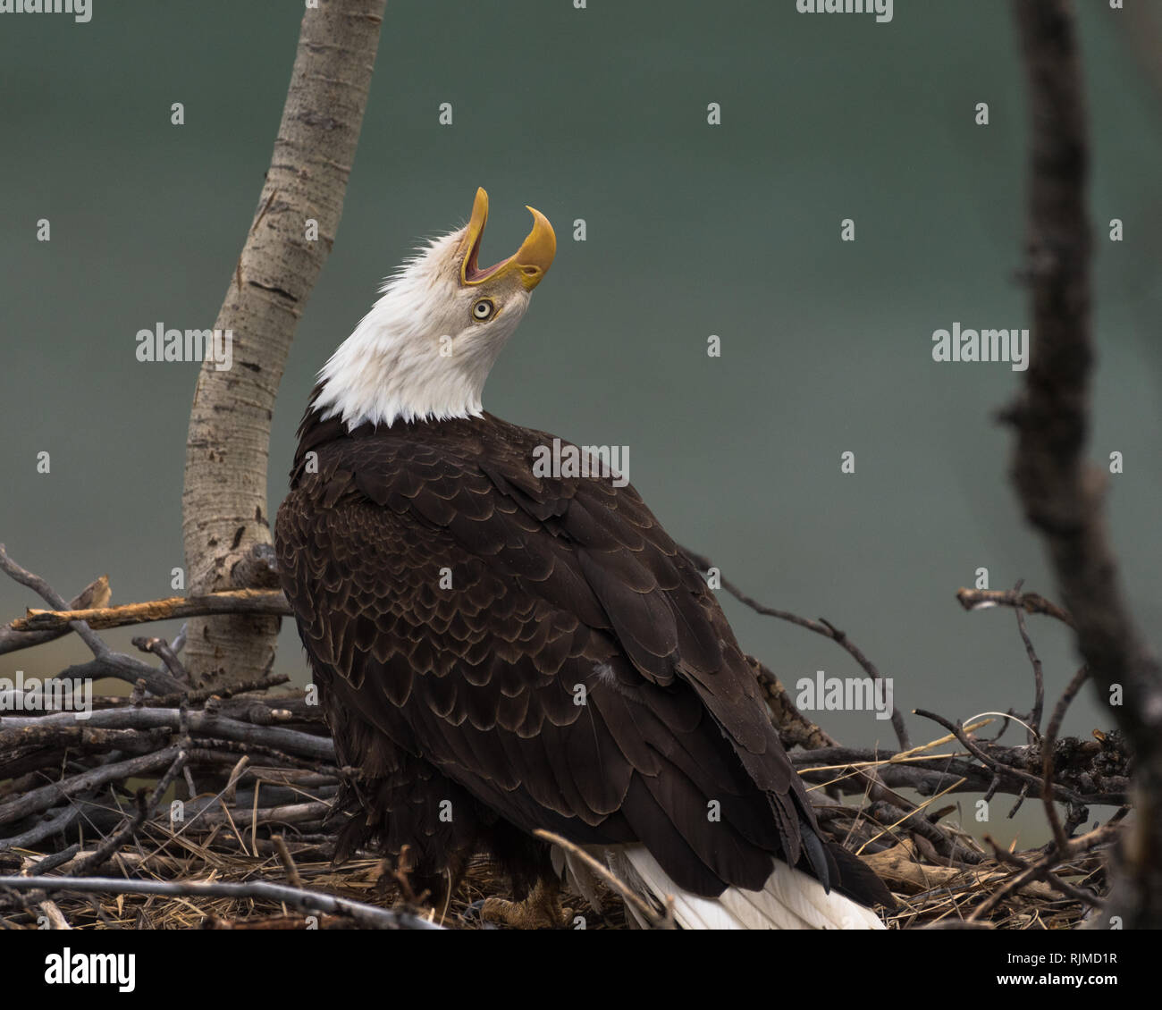Weißkopfseeadler sitzen auf seinem Nest Anrufe an seinen Kumpel, Yukon River, in der Nähe von Whitehorse, Yukon Territory, Kanada Stockfoto