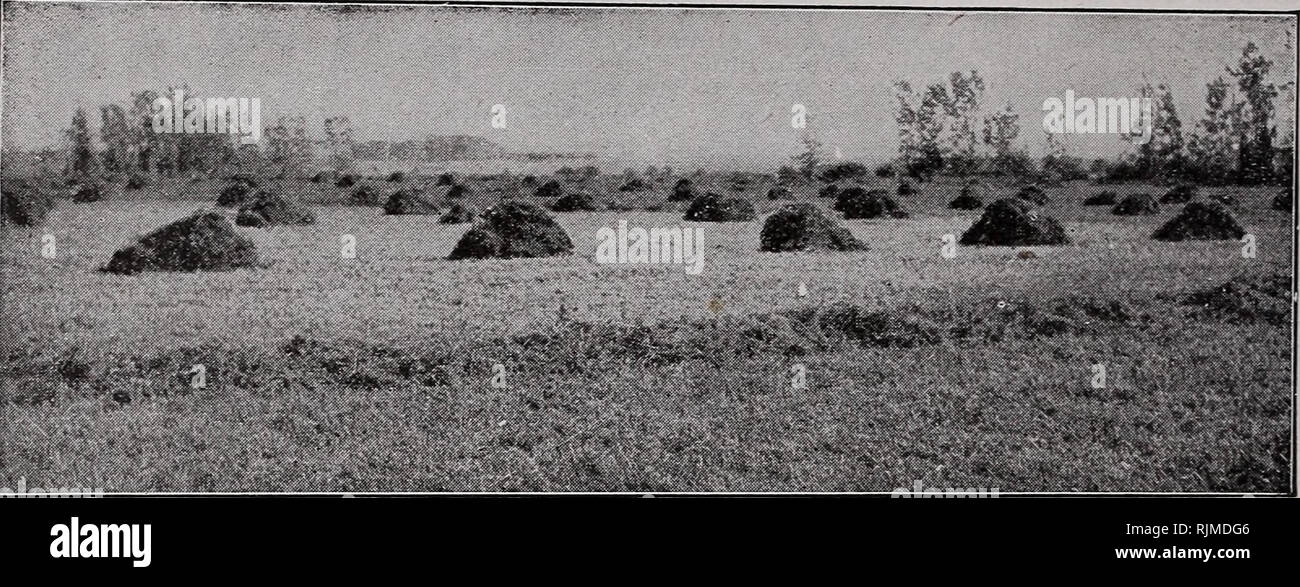 . Barnard's Samen. Samen Samen Kataloge Kataloge; Blumen; Baumschulen (Gartenbau) Kataloge; Gartengeräte und Zubehör Kataloge. 40 Die W. W. Barnard Co., 231-235 W. Madison St., Chicago Mischungen von Grassamen für Heu und Weide nach Jahren des Experimentierens wir weitgehend unterstützt bei der Festlegung der Tatsache, dass ein dicker und länger anhaltenden Wachstum durch eine Mischung aus verschiedenen Sorten produziert wird, als wenn nur ein oder zwei verwendet werden. Es gibt immer bestimmte Gräser, die speziell auf bestimmte Arten von Böden angepasst sind, und diese sind so sorgfältig in unsere Mischungen, die in der Mischung für Pe kombiniert Stockfoto